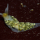 Illustration for article titled Striking Photographs Of Sea Slugs Expose The Alien World Under the Sea